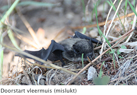 batboy.3