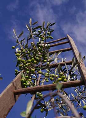 Olive.M
