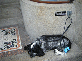 Wodan.M